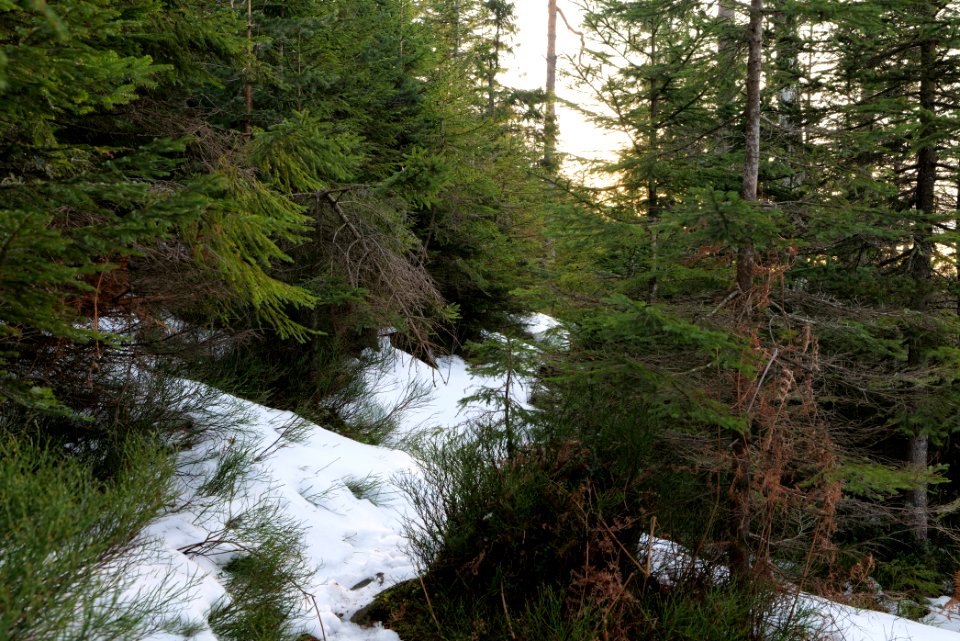 Trail on Hoher Ochsenkopf 2020-03-15 111