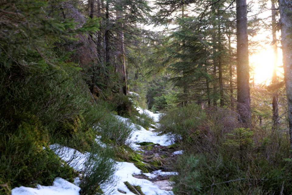 Trail on Hoher Ochsenkopf 2020-03-15 124