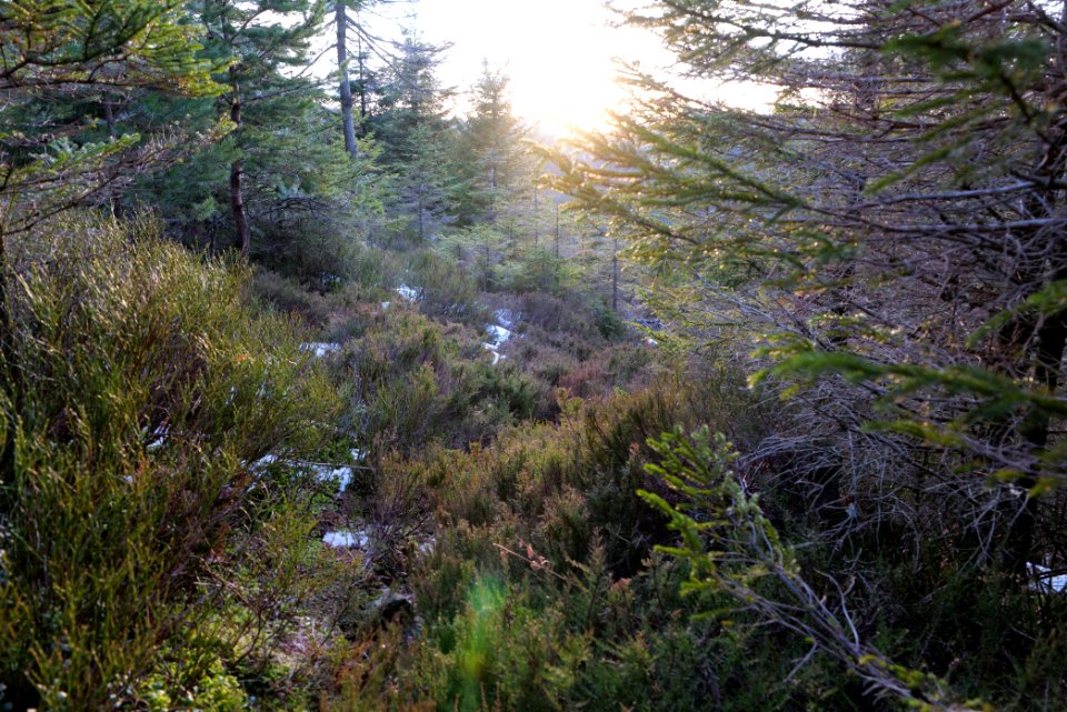Trail on Hoher Ochsenkopf 2020-03-15 127