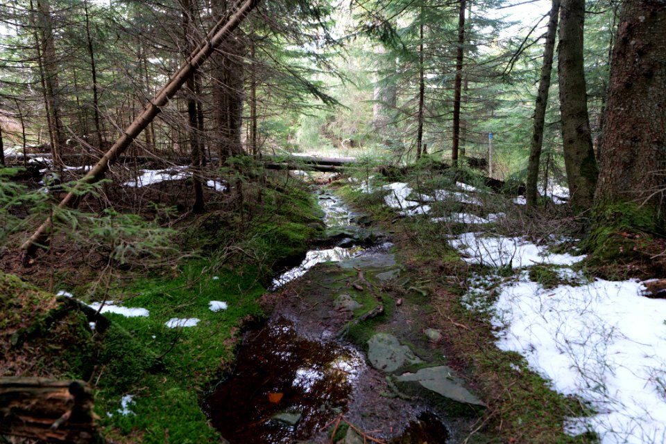 Trail on Hoher Ochsenkopf 2020-03-15 100