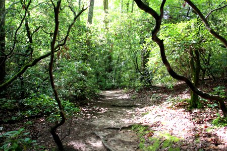 Trail in Paris Mountain State Park, June 2019