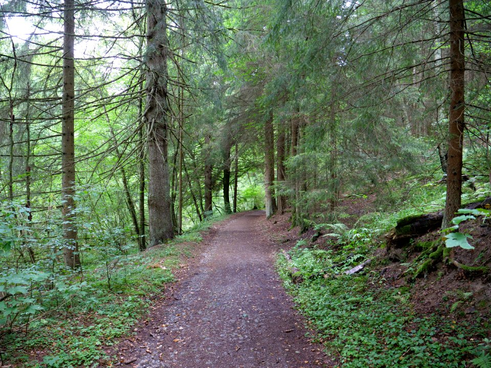Trail in Erkensruhr valley near Leykaul 05