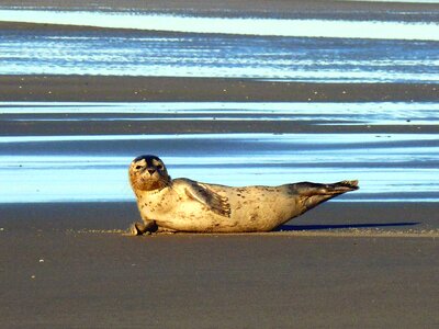 Beach animal nature