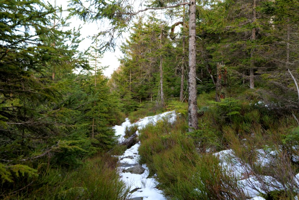 Trail on Hoher Ochsenkopf 2020-03-15 118