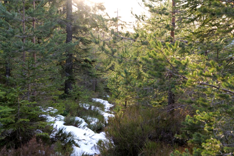 Trail on Hoher Ochsenkopf 2020-03-15 109