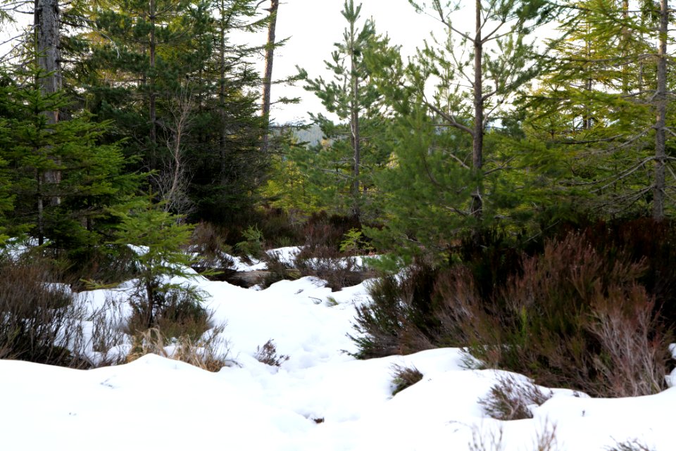Trail on Hoher Ochsenkopf 2020-03-15 104
