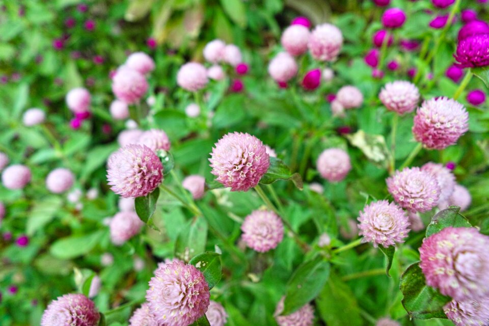 Flowers plant wide angle