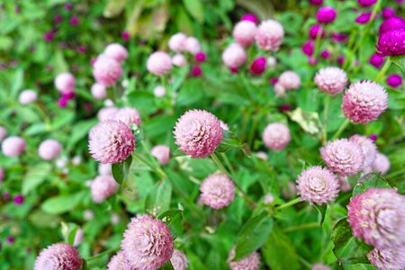 Flowers plant wide angle