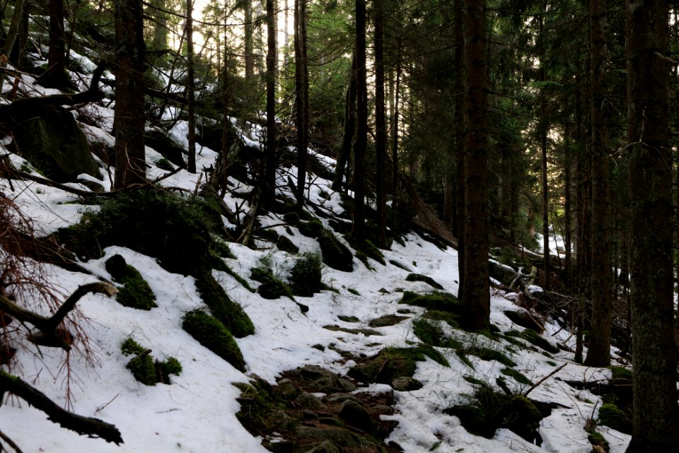 Trail on Hoher Ochsenkopf 2020-03-15 114