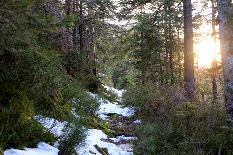 Trail on Hoher Ochsenkopf 2020-03-15 125