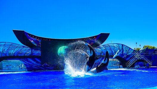Killer whale traveling fun