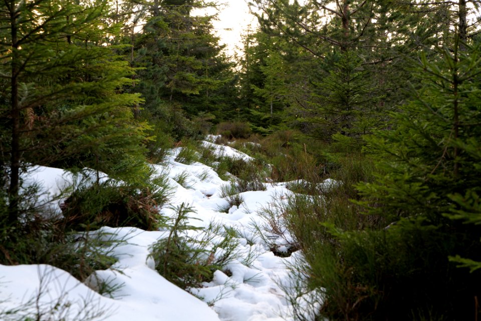 Trail on Hoher Ochsenkopf 2020-03-15 121
