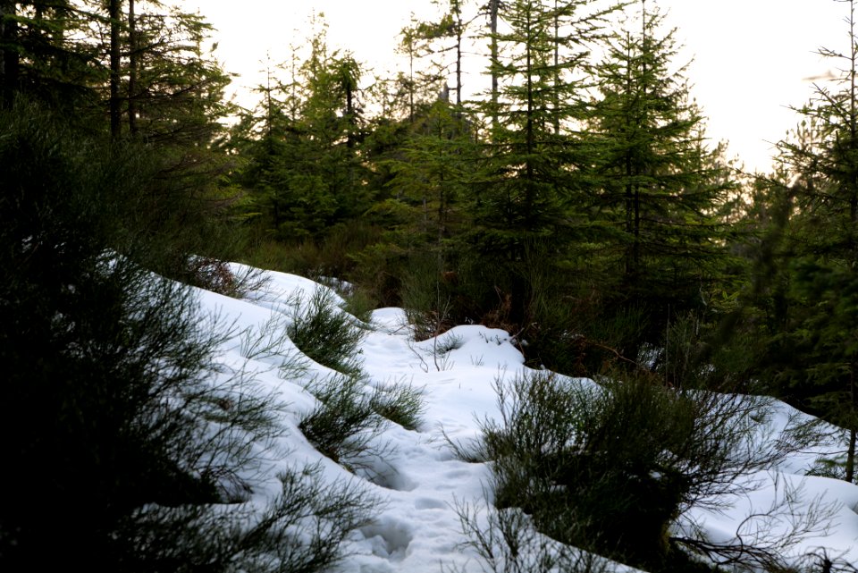 Trail on Hoher Ochsenkopf 2020-03-15 115