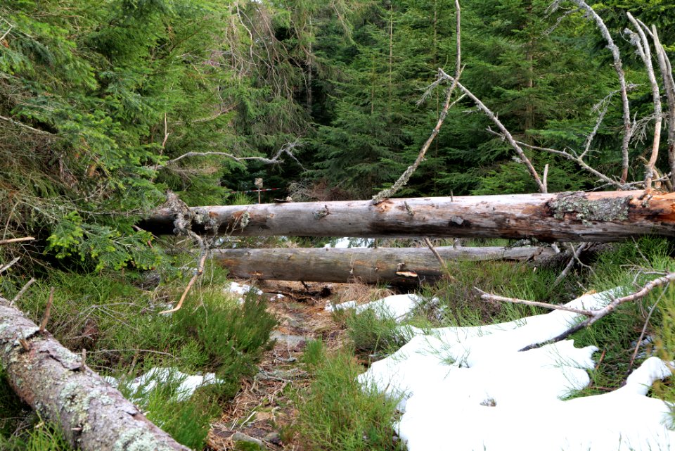 Trail on Hoher Ochsenkopf 2020-03-15 102