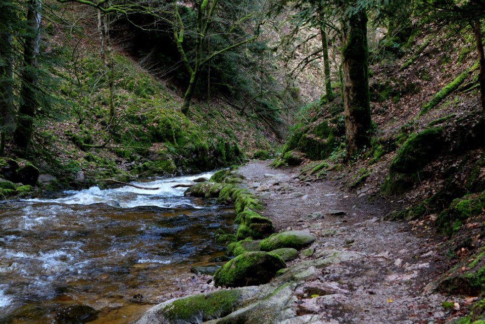 Trail next to Grobbach 2020-03-13 03