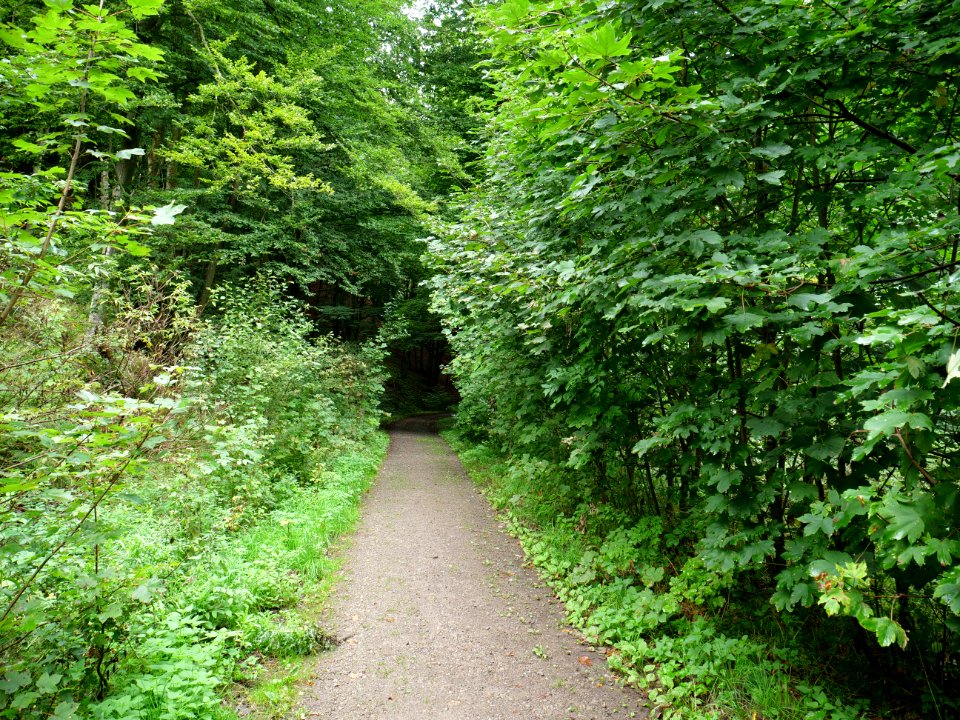 Trail in Erkensruhr valley near Leykaul 06
