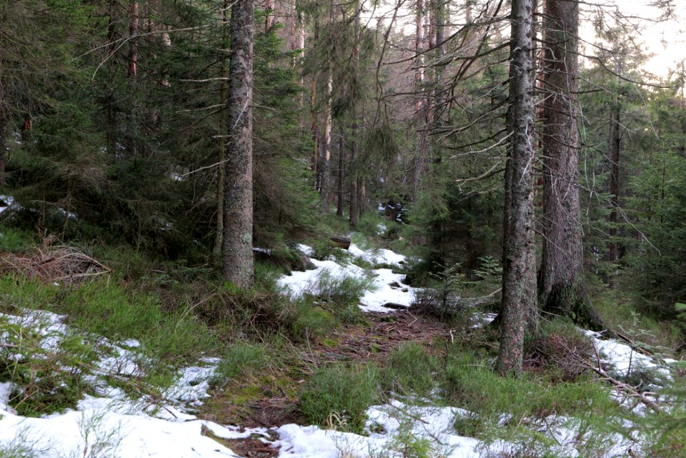 Trail on Hoher Ochsenkopf 2020-03-15 113