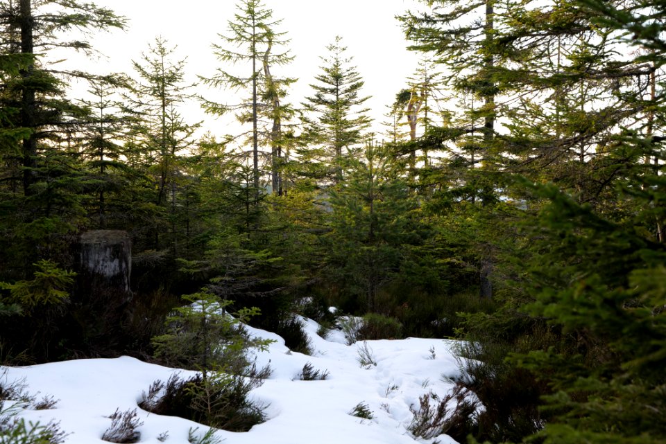 Trail on Hoher Ochsenkopf 2020-03-15 107