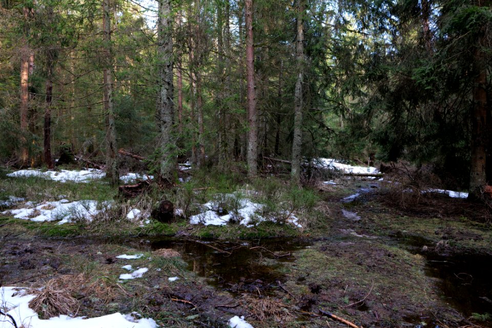 Trail on Hoher Ochsenkopf 2020-03-15 01
