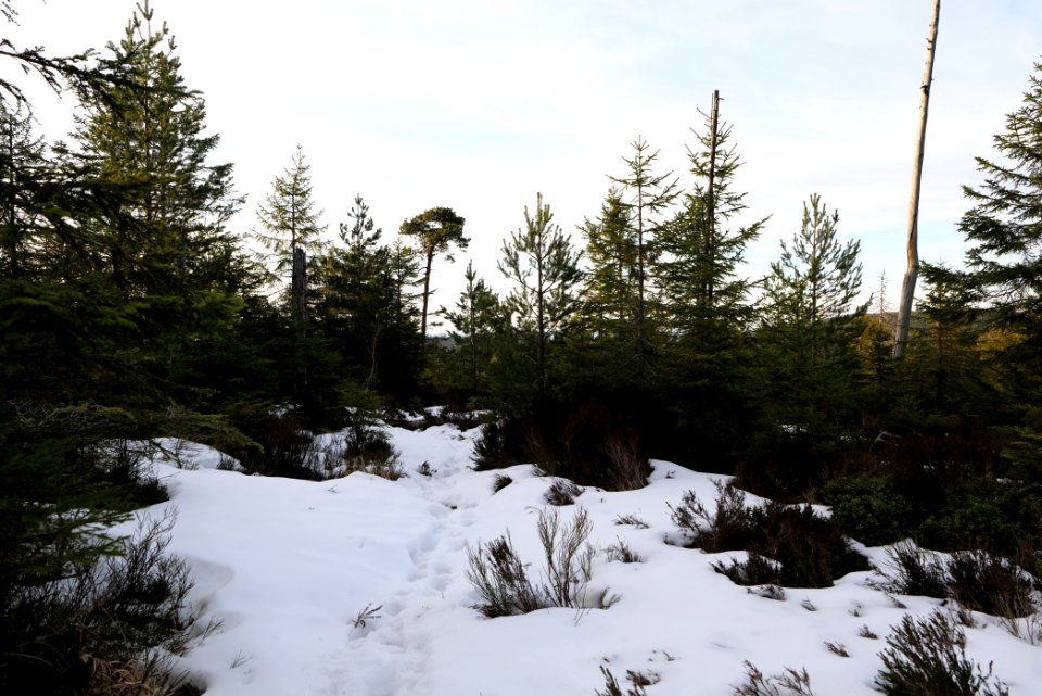 Trail on Hoher Ochsenkopf 2020-03-15 103