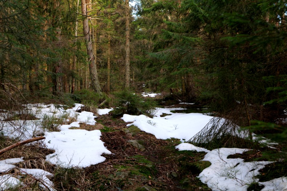 Trail on Hoher Ochsenkopf 2020-03-15 06