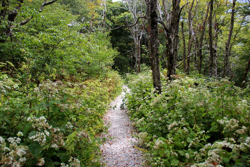Trail on Hooper Bald, Sept 2019 3
