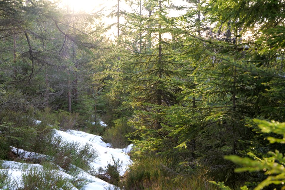 Trail on Hoher Ochsenkopf 2020-03-15 110