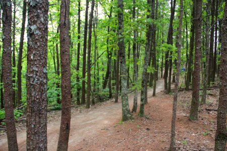 Trail on Pine Mountain (Bartow County, Georgia), May 2018