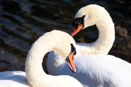Nature love togetherness