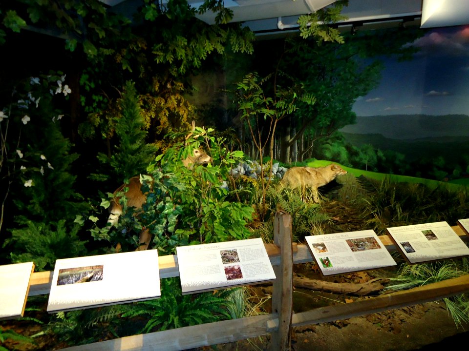 Trailside Nature & Science Center diorama with wolf