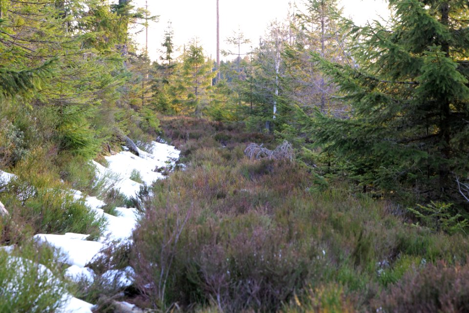 Trail on Hoher Ochsenkopf 2020-03-15 129
