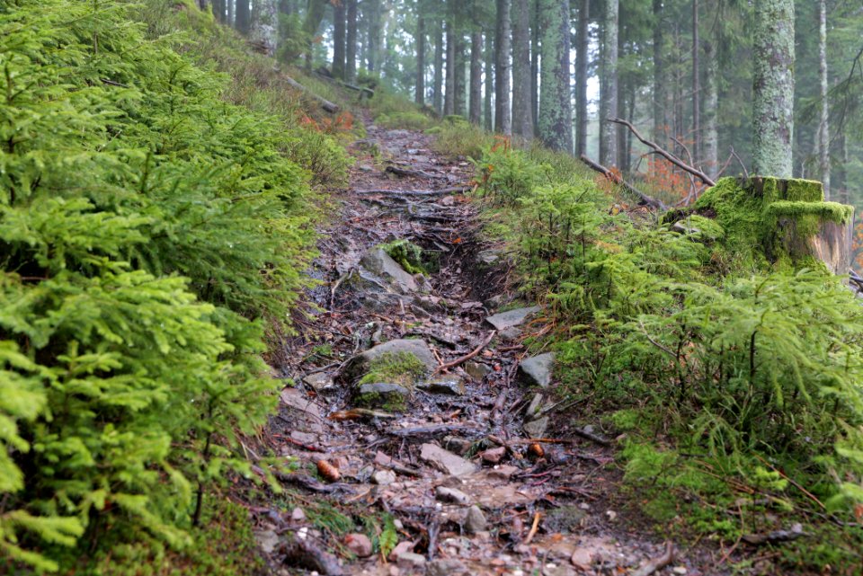 Trail in the Black Forest at north of Obertal Baiersbronn 2020-03-11 28