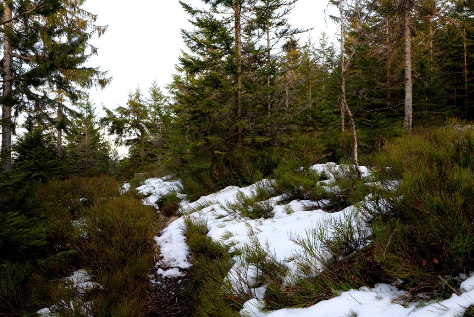 Trail on Hoher Ochsenkopf 2020-03-15 122