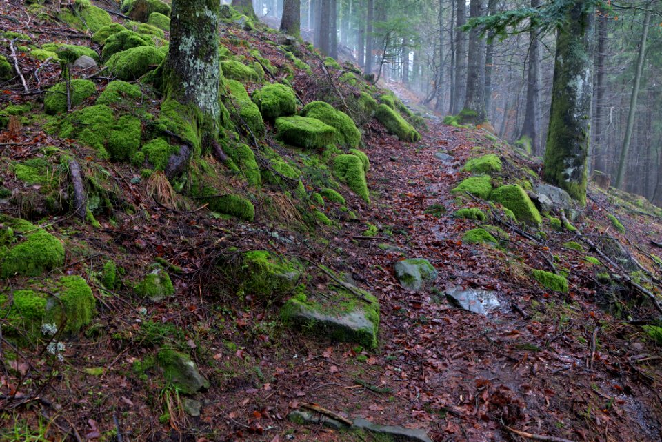 Trail in the Black Forest at north of Obertal Baiersbronn 2020-03-11 21