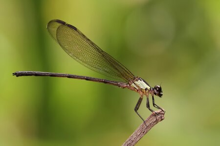 Macro dragonfly fauna photo