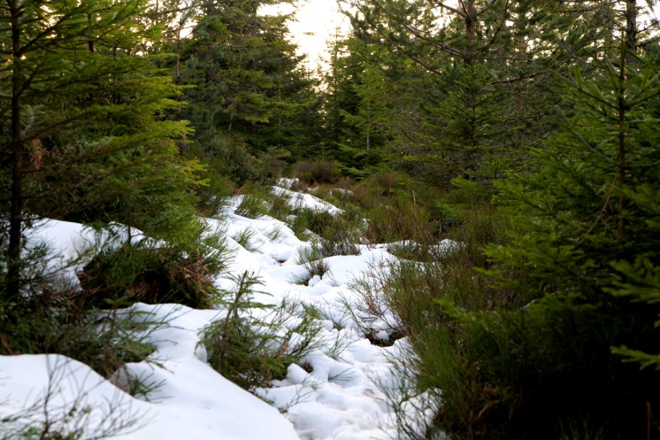 Trail on Hoher Ochsenkopf 2020-03-15 120