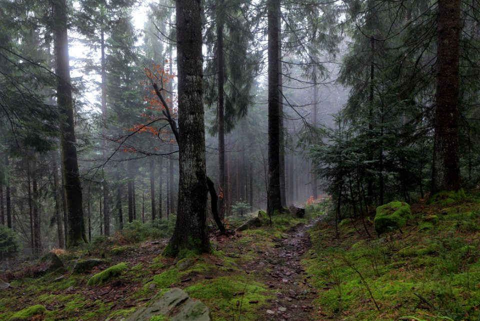 Trail in the Black Forest at north of Obertal Baiersbronn 2020-03-11 16