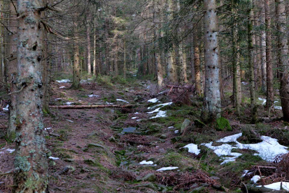 Trail on Hoher Ochsenkopf 2020-03-15 10