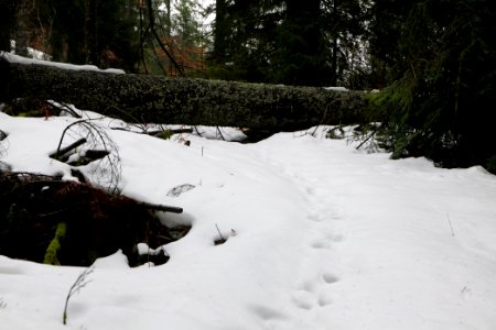 Trail in the Black Forest at north of Obertal Baiersbronn 2020-03-11 54