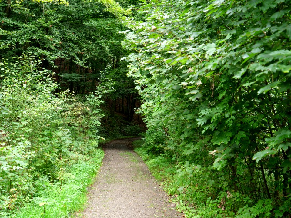 Trail in Erkensruhr valley near Leykaul 07