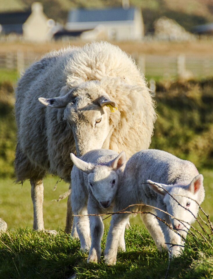 Agriculture wool livestock photo