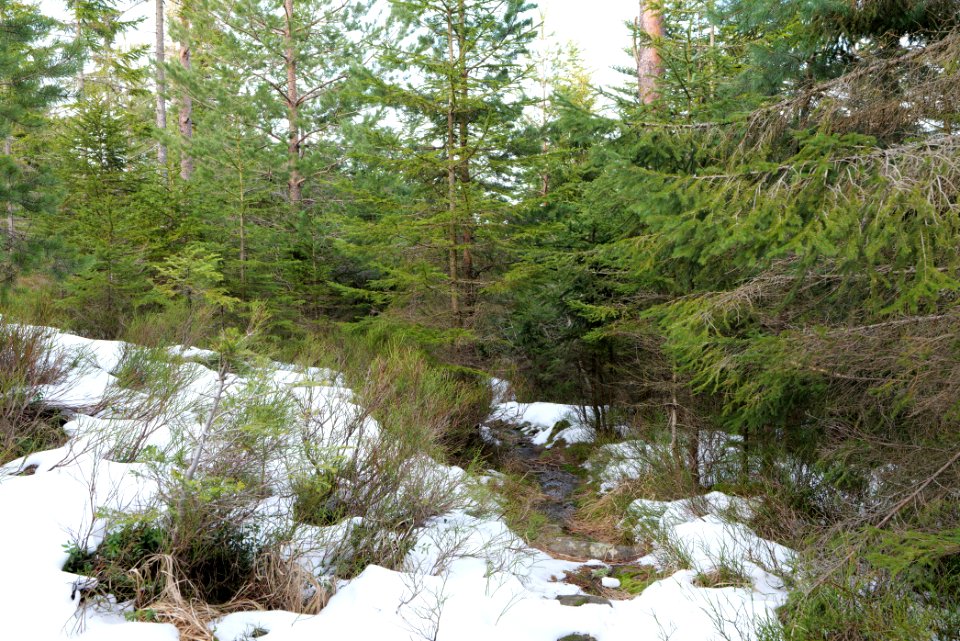 Trail on Hoher Ochsenkopf 2020-03-15 93