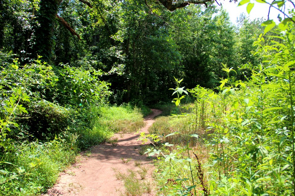 Trail in Lake Conestee Nature Park, June 2019