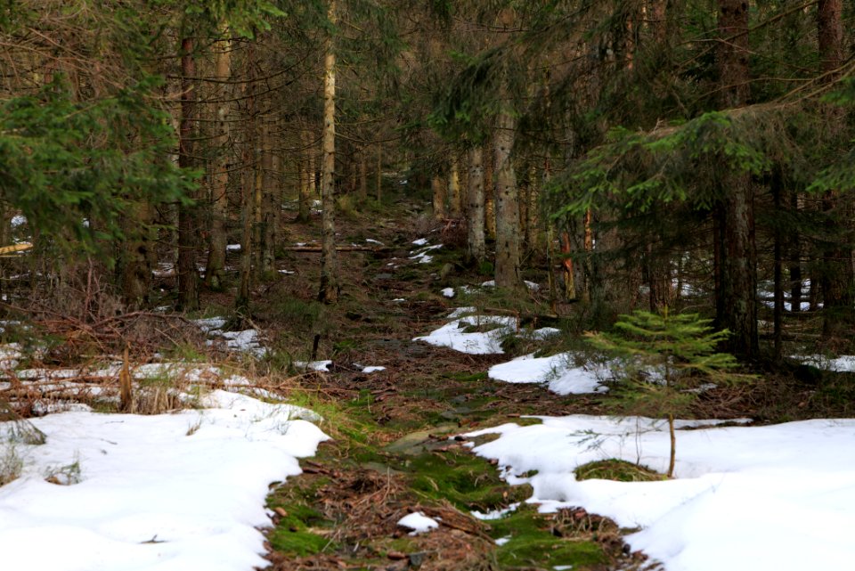 Trail on Hoher Ochsenkopf 2020-03-15 07
