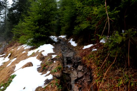 Trail in the Black Forest at north of Obertal Baiersbronn 2020-03-11 42