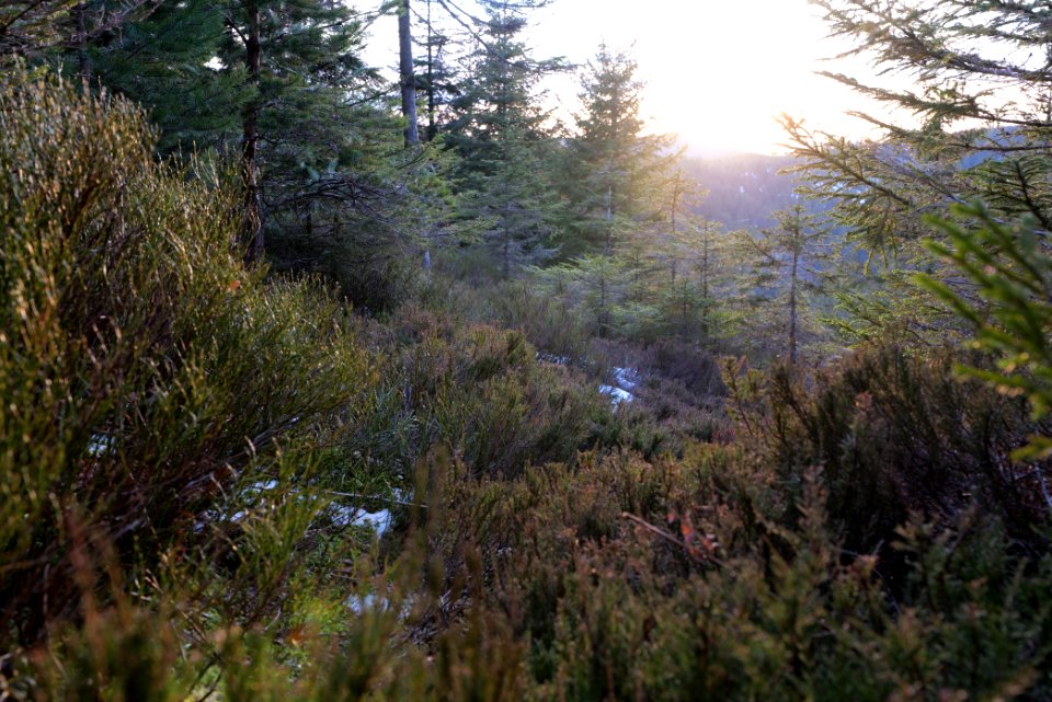 Trail on Hoher Ochsenkopf 2020-03-15 128