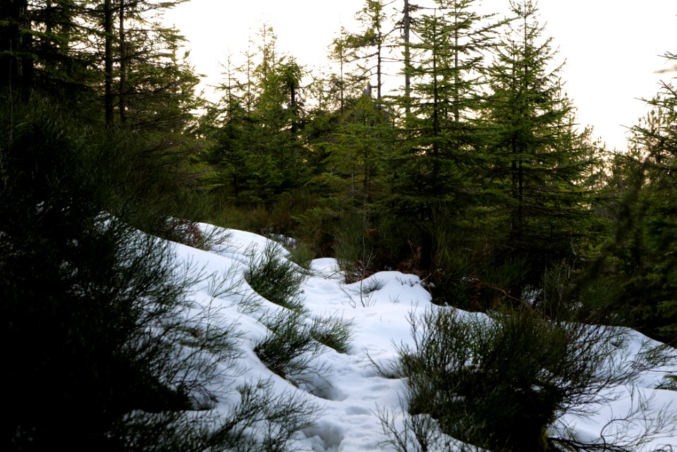 Trail on Hoher Ochsenkopf 2020-03-15 116
