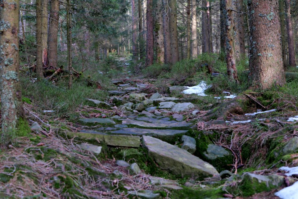 Trail on Hoher Ochsenkopf 2020-03-15 11