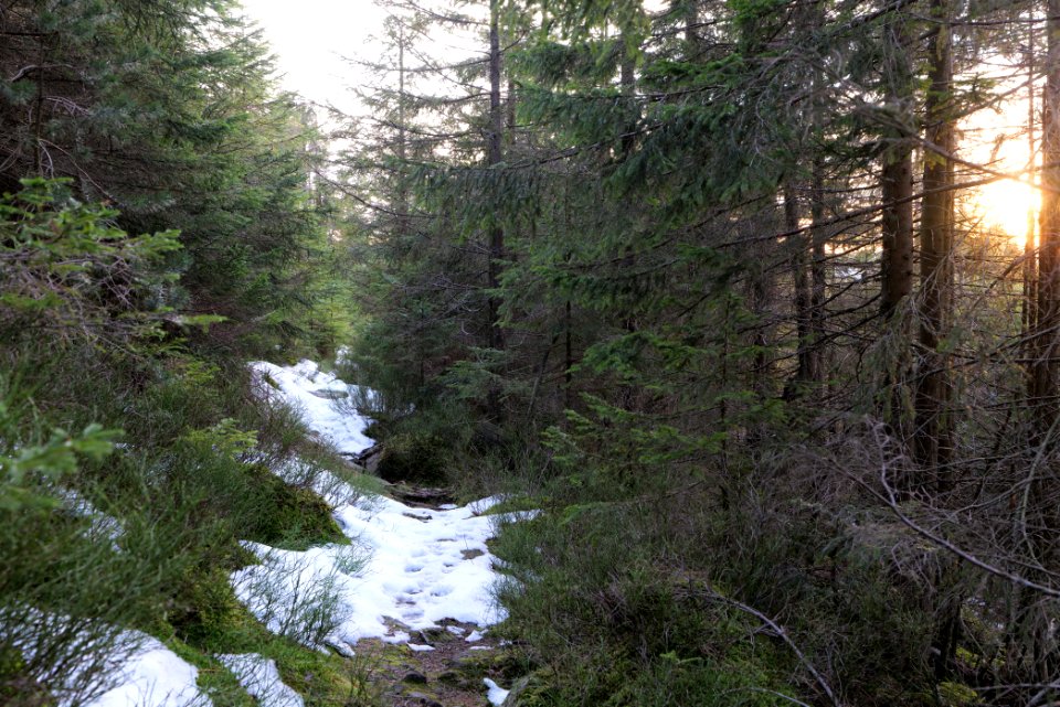 Trail on Hoher Ochsenkopf 2020-03-15 126
