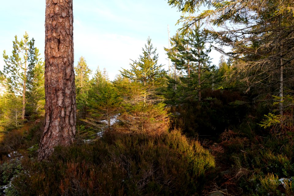 Trail on Hoher Ochsenkopf 2020-03-15 105
